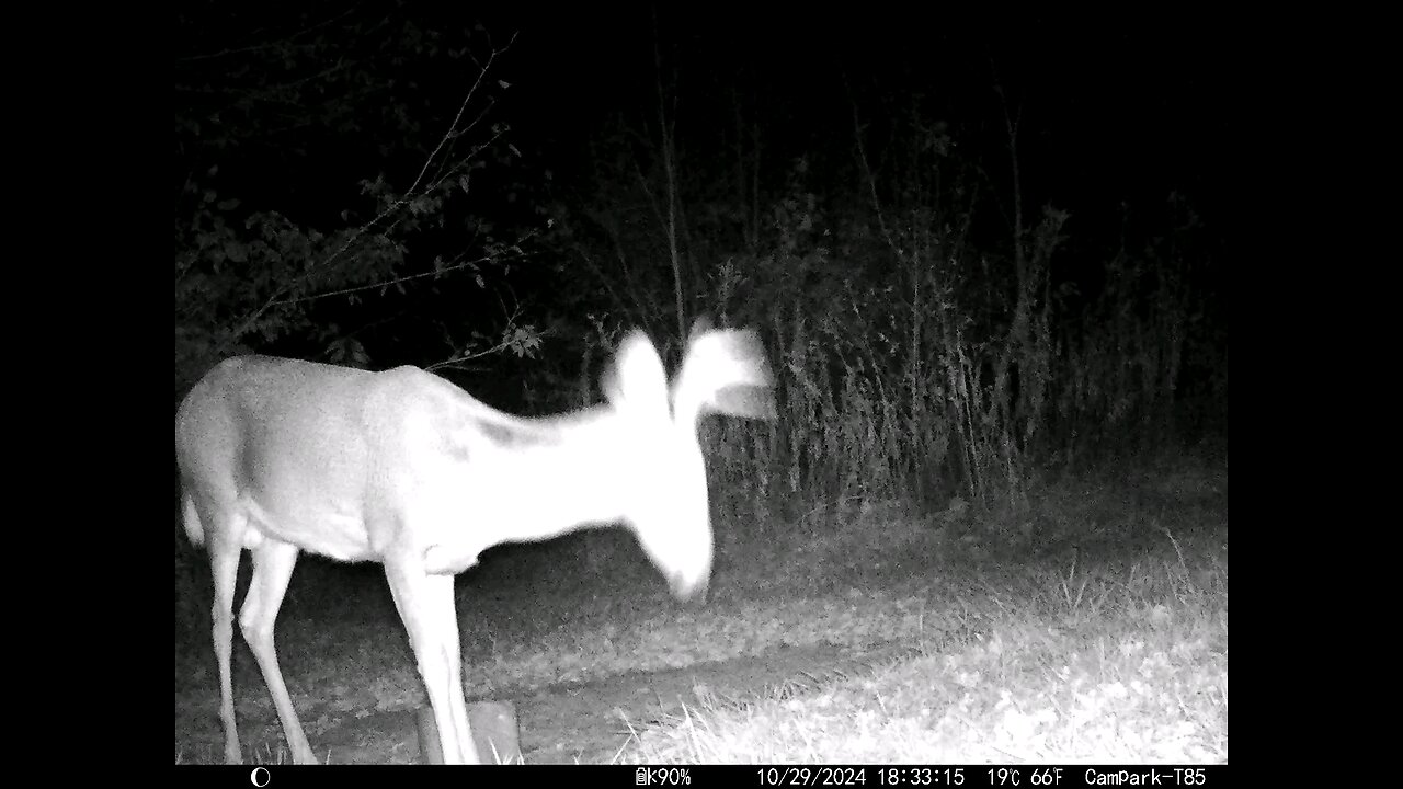 Buck Deer Cam 10-29-2024