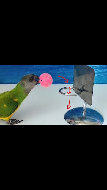 clever bird and smart