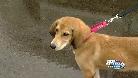 Rainy day puts a damper on Humane Society's "Pledge for Pets" event