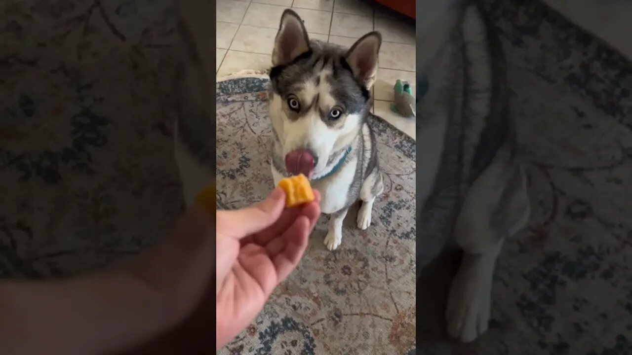 🧀Tax #cutedogs #dogs #husky #funnydogs #funnyhuskyvideo #pets #dogs #dogseating #germanshepard