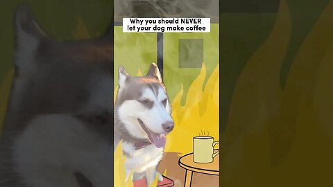 Husky TRIED to make coffee…😬