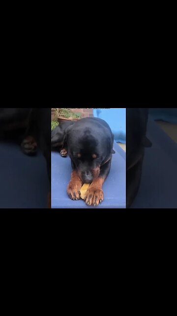 The Rottweiler's Redemption: Silkin and Felix's Tale