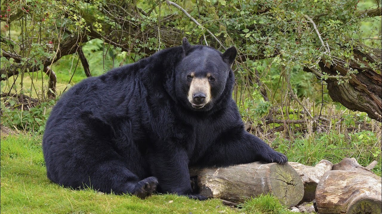 Black Bear Bear Wild | Canada Animal | Animal Wildlife Video | Animals Discovery 2021 |