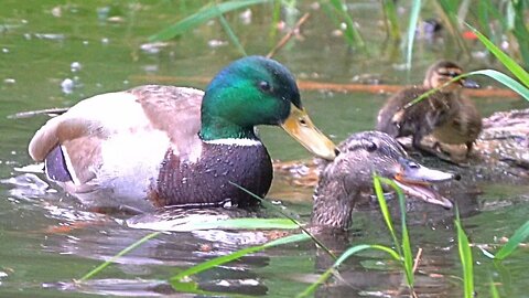 Mallard Duck Hen and Drake Mating, 5 Traumatized Ducklings