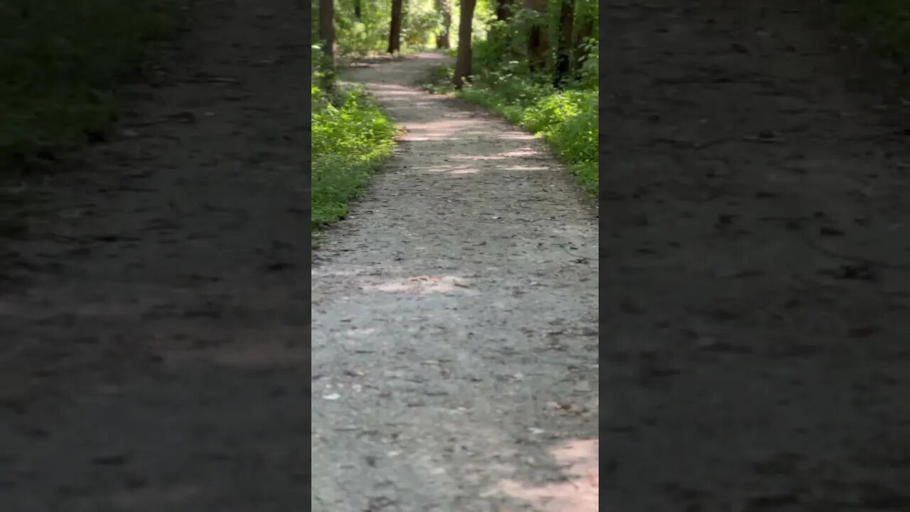 Out in the Woods #outdoors #shorts