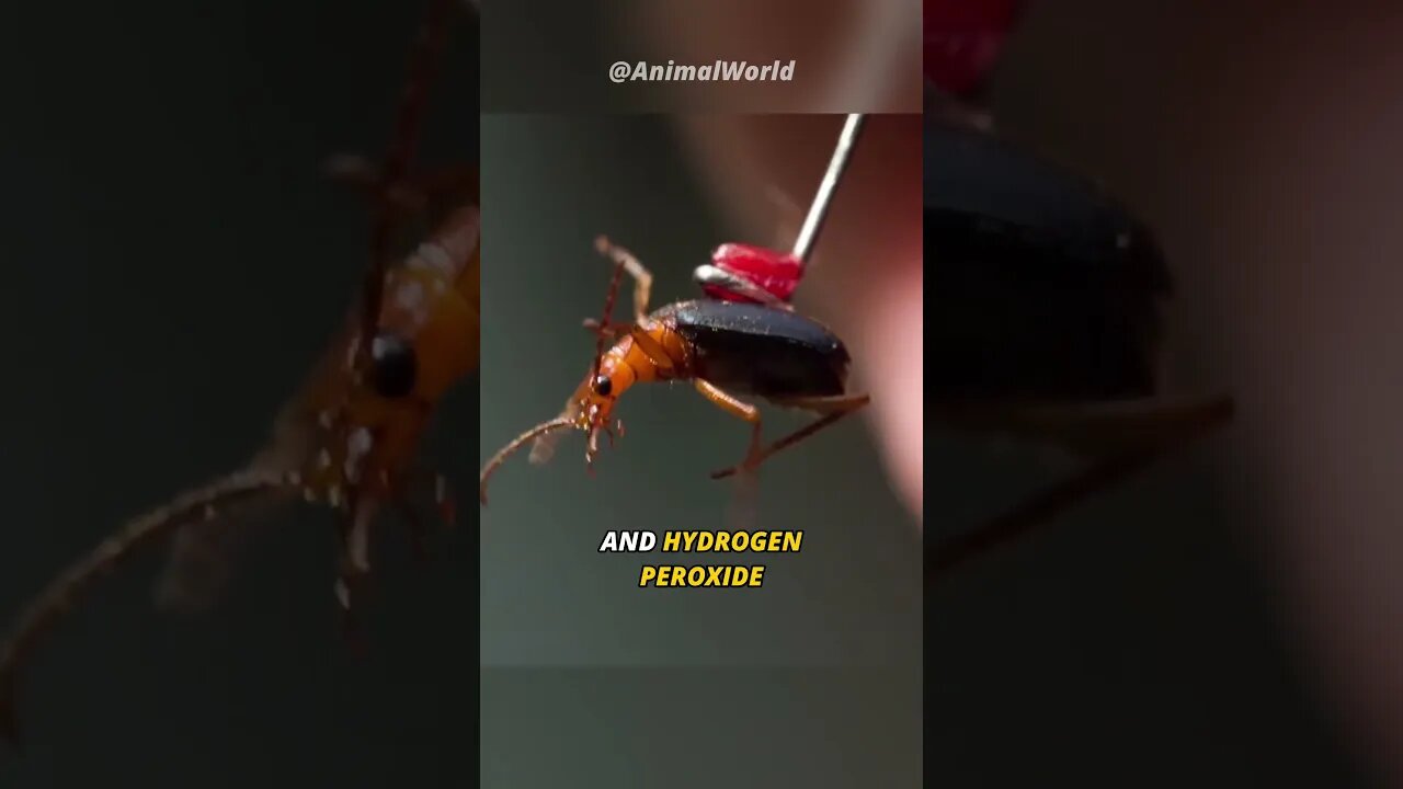 Meet the Bombardier Beetle | The Gladiator .
