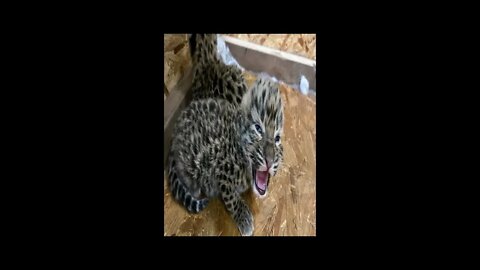 When Illinois Zoo Annouced The Birth Of Leopard cubs #shorts