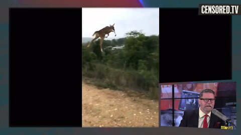 Gavin Mclnnes Deer defying gravity || GOML CENSORED TV ||