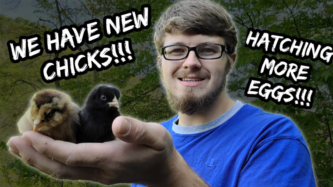 We Have New Chicks!!! But Not The Way We Were Expecting...