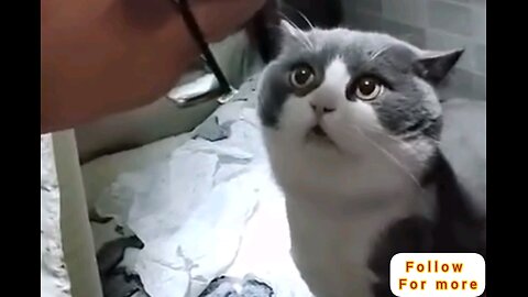 Speaking is if the cat understanding came🤣🤣 interesting video