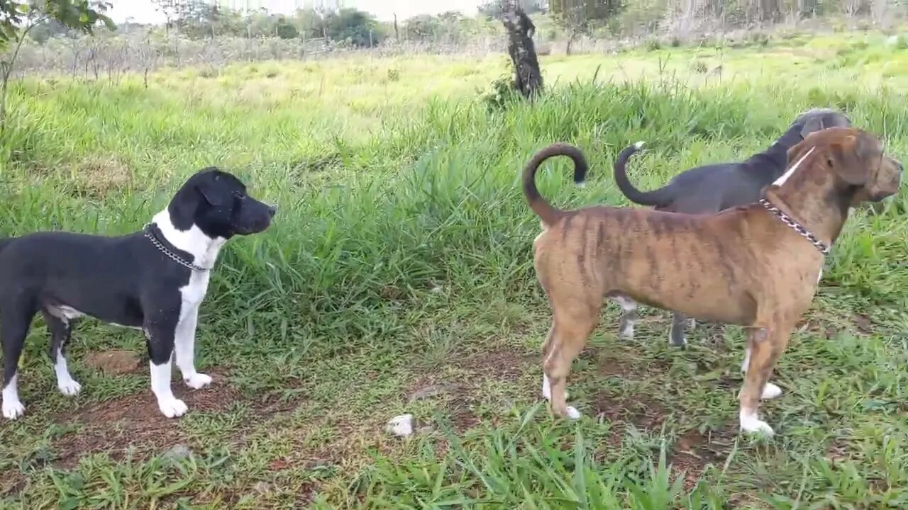 A few minutes with the Pittybulls before some baths!