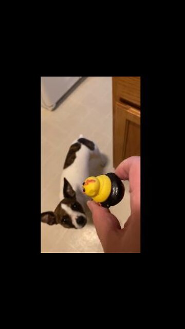 Princess earns a special treat