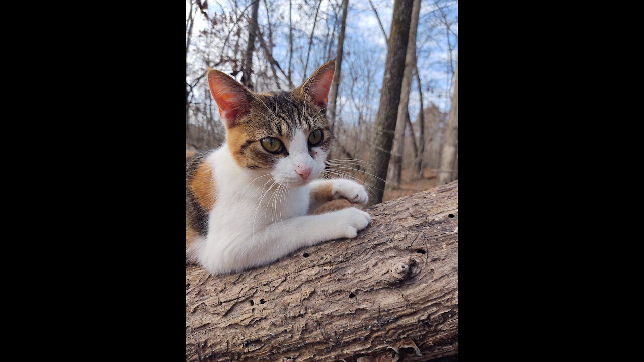 Mattie in the woods.