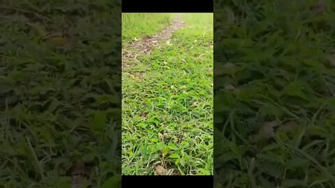 Nature short likhawat reel naturereels cuk naturesounds birds hills college photography