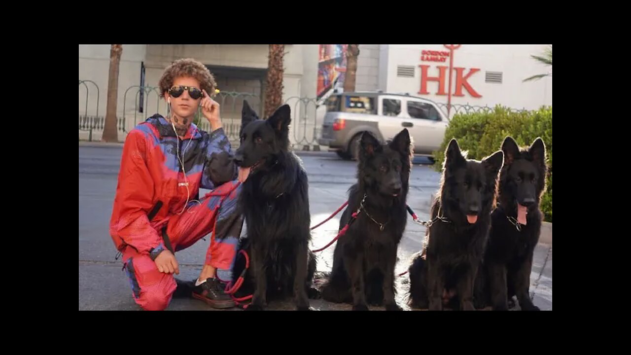 The Dog Daddy Walks 5 Dogs Off Leash.