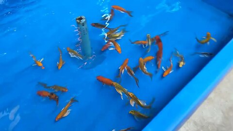 Pet Store in Thailand Goldfish, Koi, Catfish, Gouramis, Guppies & More Oh yea & Fishing Gear