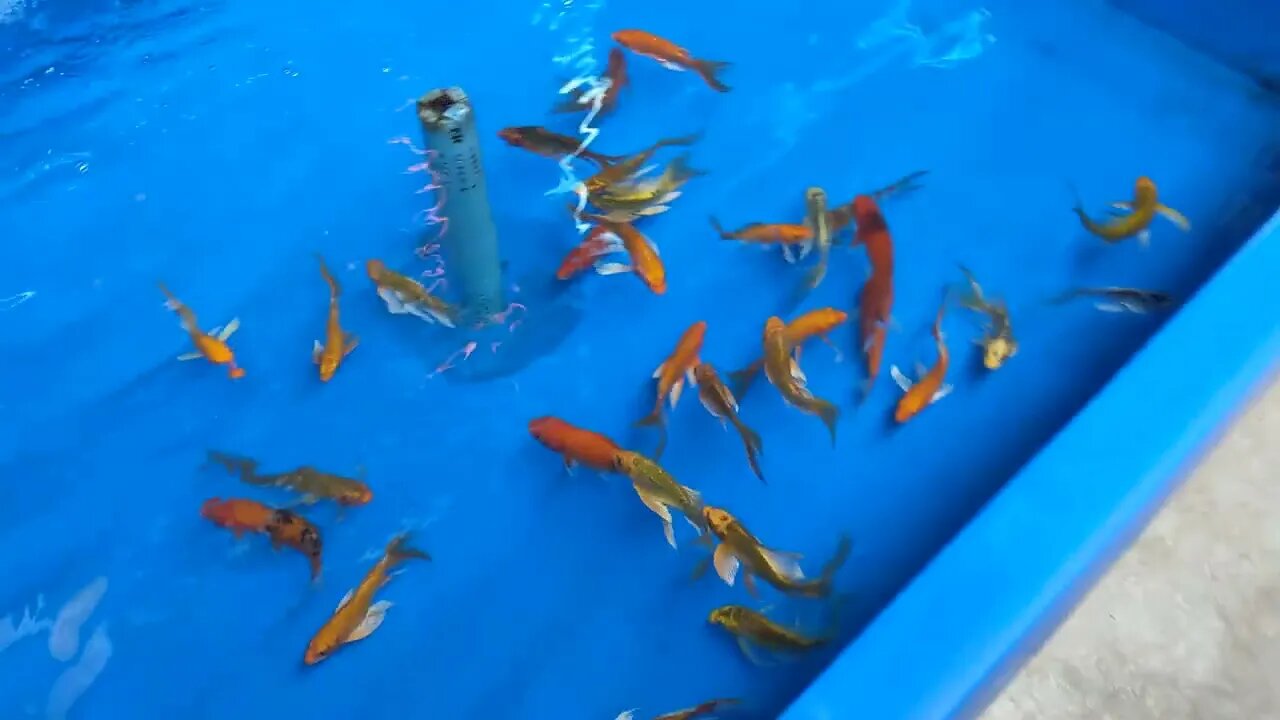 Pet Store in Thailand Goldfish, Koi, Catfish, Gouramis, Guppies & More Oh yea & Fishing Gear