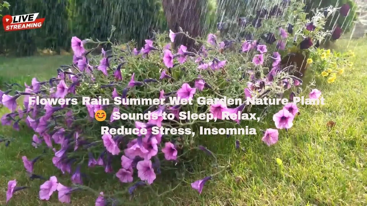 Flowers Rain Summer Wet Garden Nature Plant 😊 Sounds to Sleep, Relax, Reduce Stress, Insomnia