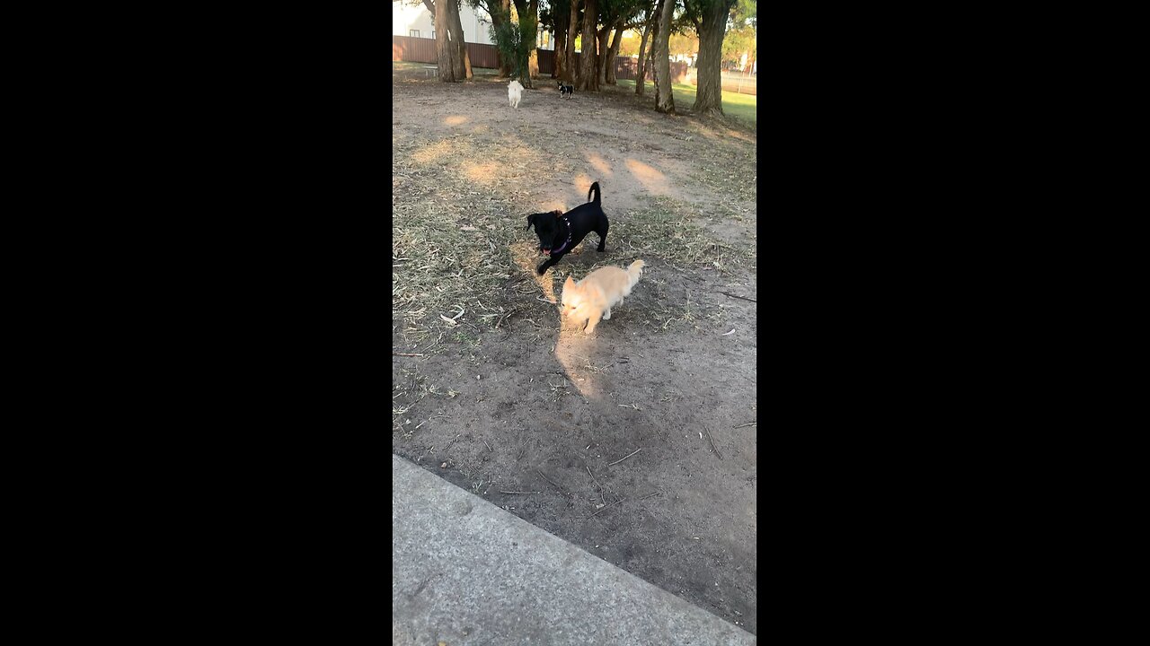 Kimchi, Coco, Sooty and Mylo at the dog park