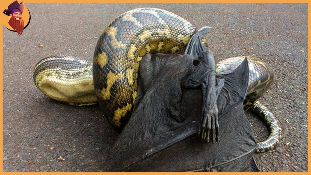 15 Epic Fights And Attacks by Snakes Caught On Camera