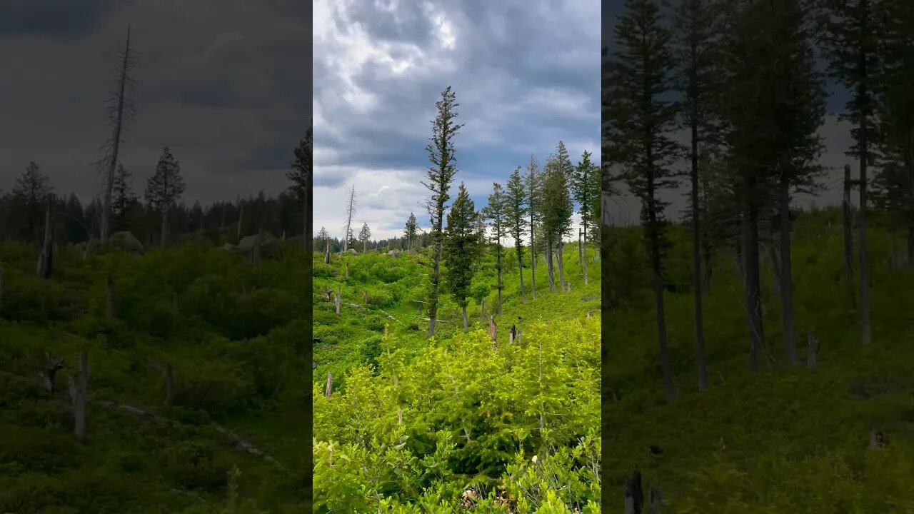 Nature is so beautiful!! I love this time of year! Idaho Spring Bear Hunt!!