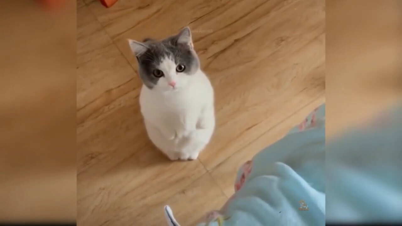 Cat Vs Human Funny Videos
