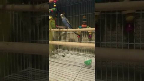 Budgies 80's Revival 😎 #shorts #youtubeshorts #funny #budgies #parrots #animallover