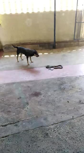 WATCH: Social media uproar after pet owner films deadly black mamba attack (vUs)