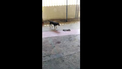 WATCH: Social media uproar after pet owner films deadly black mamba attack (vUs)