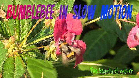 Bumblebee in slow motion / beautiful insect in different sequences / animals in slow motion.