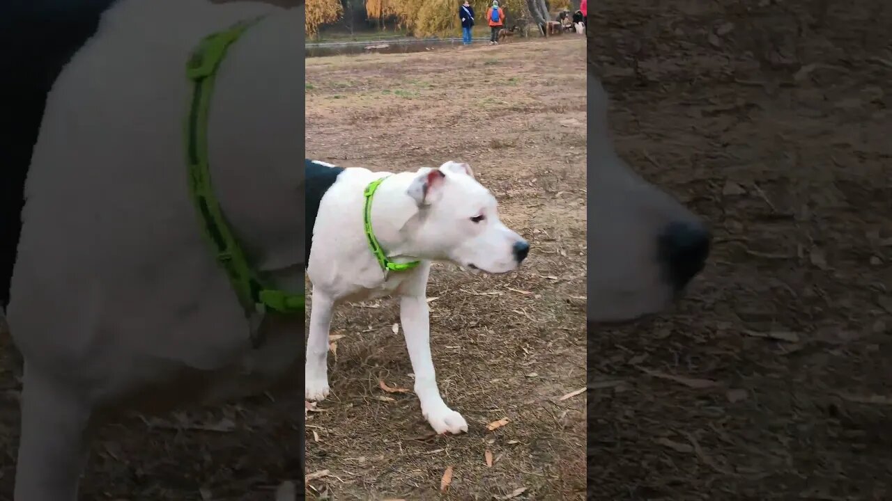 Analyzing the territory 🦁👀#nero #amstaff #shorts #foryou #territory #nature #naturelovers #videodog