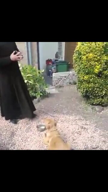 Dog prays before meal
