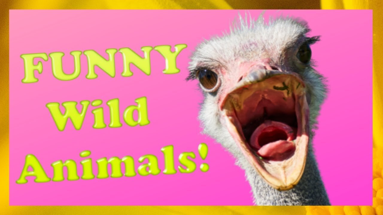 FUNNY 🦁 WILD Animals Videos