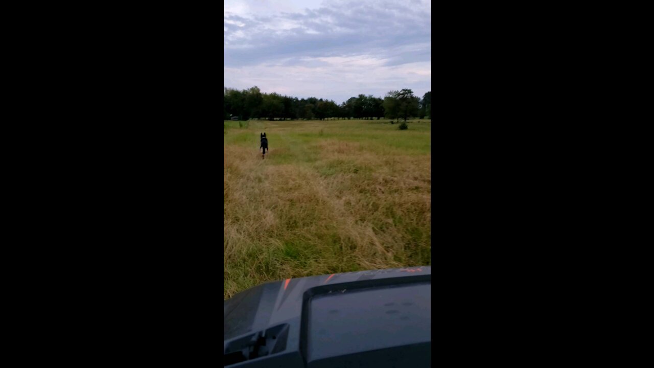 Odin patrolling the property