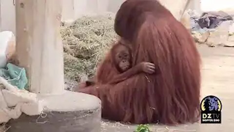 Orangutan father and daughter: Cerah and Berani