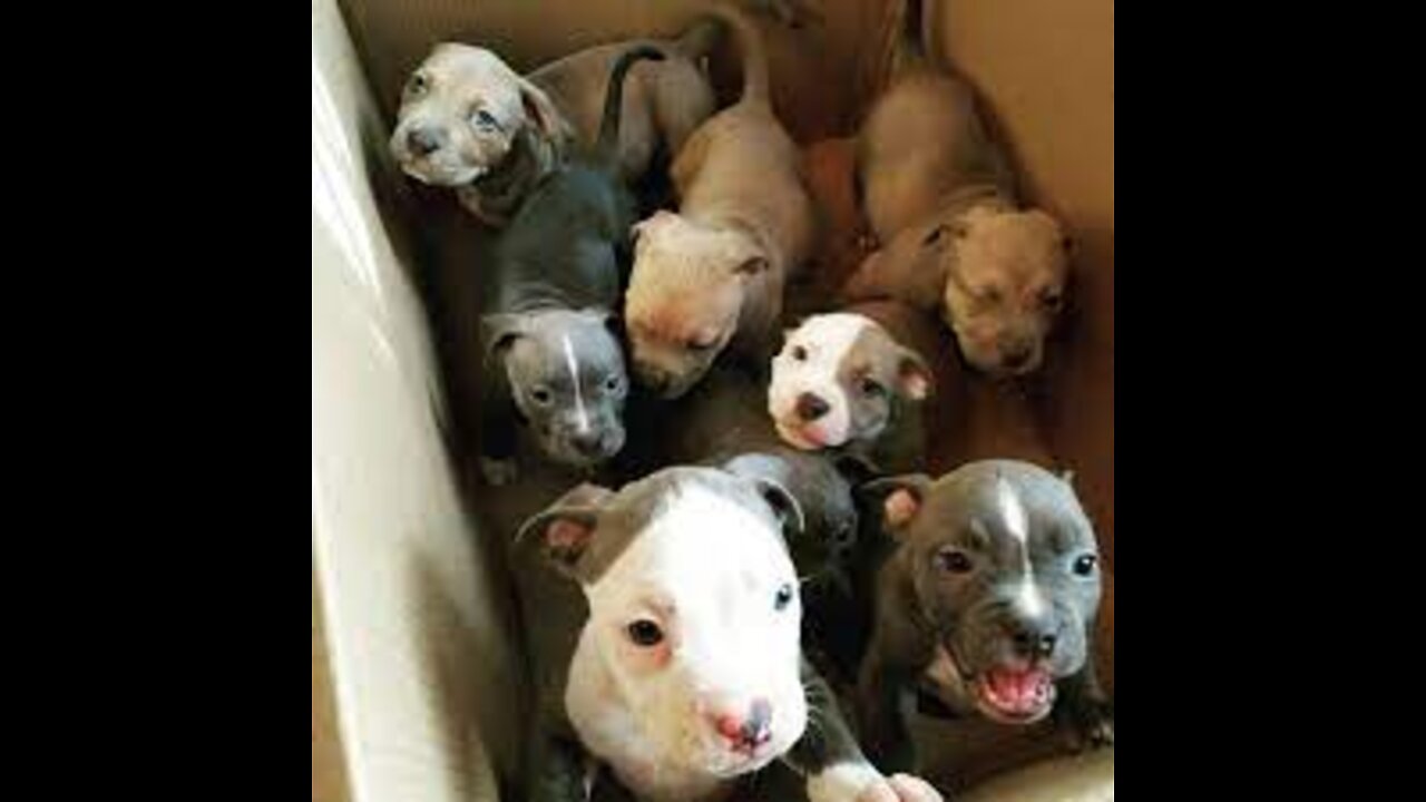 Pit Bull Pups