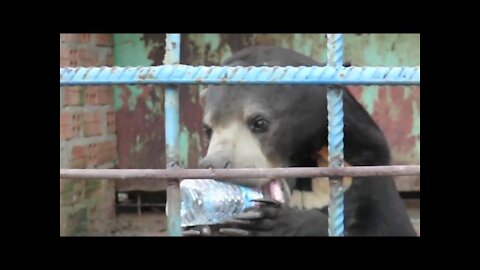 Asian funny panda funniest animals videos