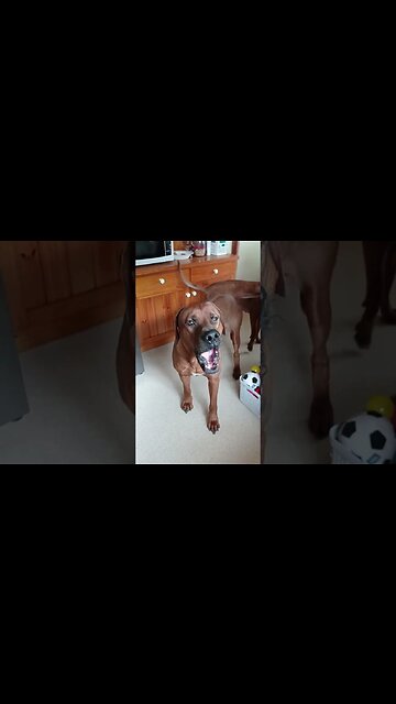 #RhodesianRidgeback Politely Asking For The Leftover Gravy