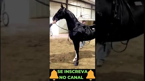 Competição de Cavalos pt2 #shorts