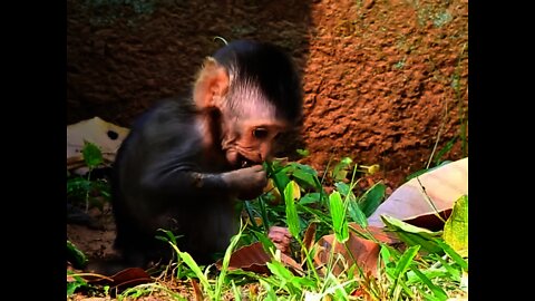 Amazing Baby Jesmin climbs the stone for Longan seed