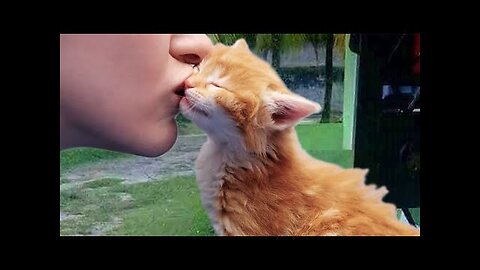 Cats Love Their Owners on Another Level ❤️ | Heartwarming Cat & Owner Moments