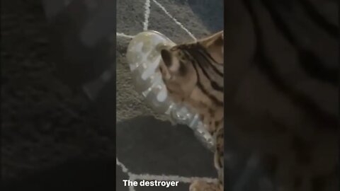 Cat destroys shoes