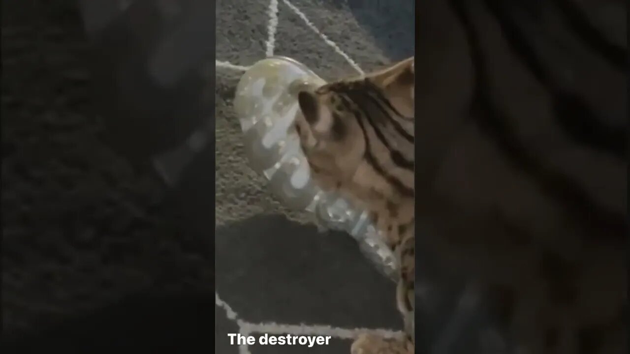 Cat destroys shoes