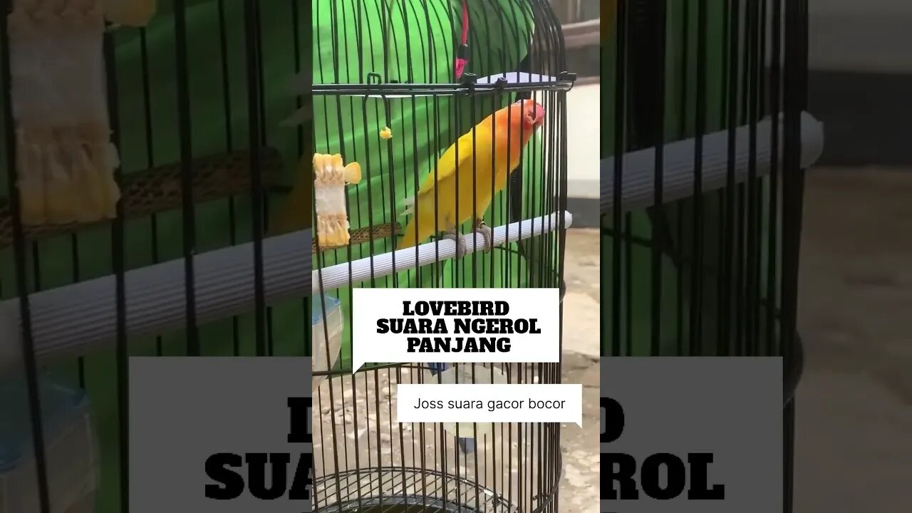 PANCINGAN TERCEPAT BIKIN BURUNG LOVEBIRD NGEKEK!!NGLITIK COCOK BUAT MASTERAN BURUNG KICAU