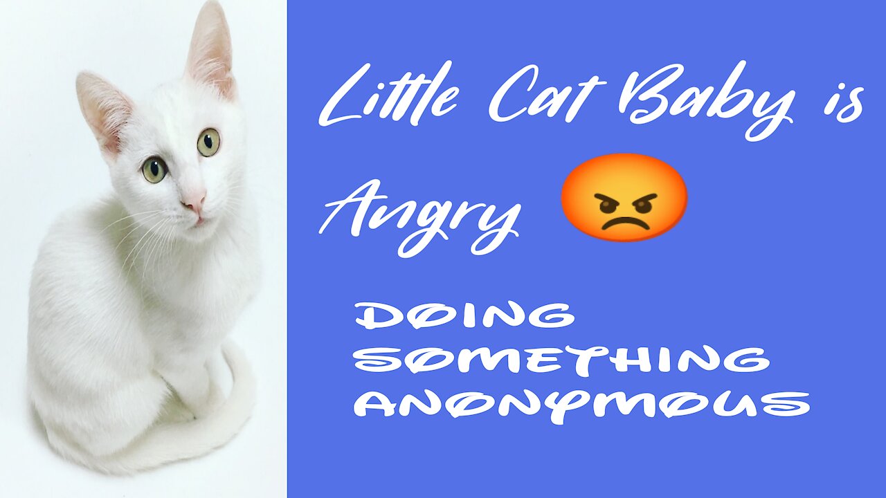 Little cat is angry 😡 and doing something anonymous 😂😂