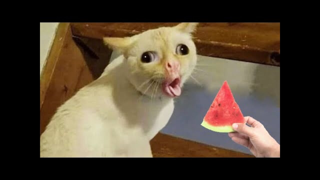 OMG So Cute ♥ Best Funny Cat Videos 2021 #38