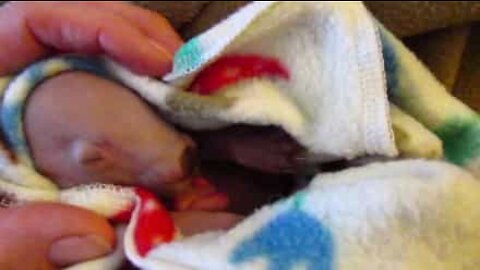 オーストラリアの保護地区で回復している保護されたウォンバット