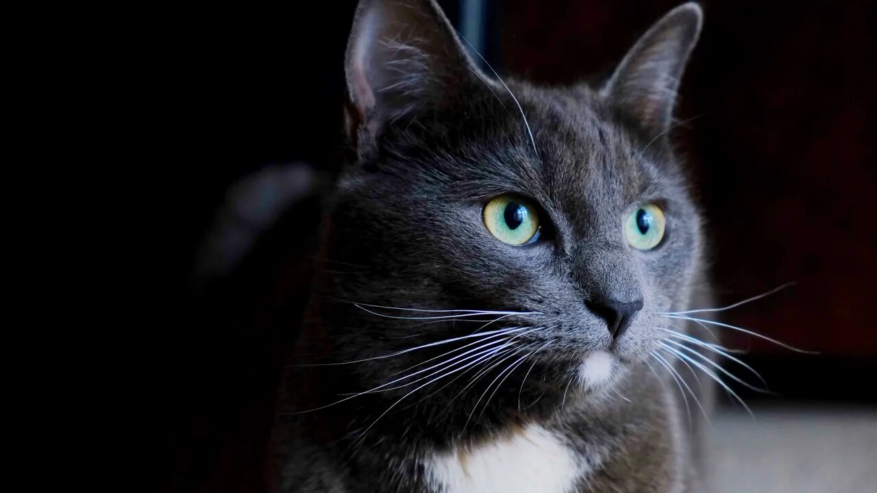 Cat time - 013