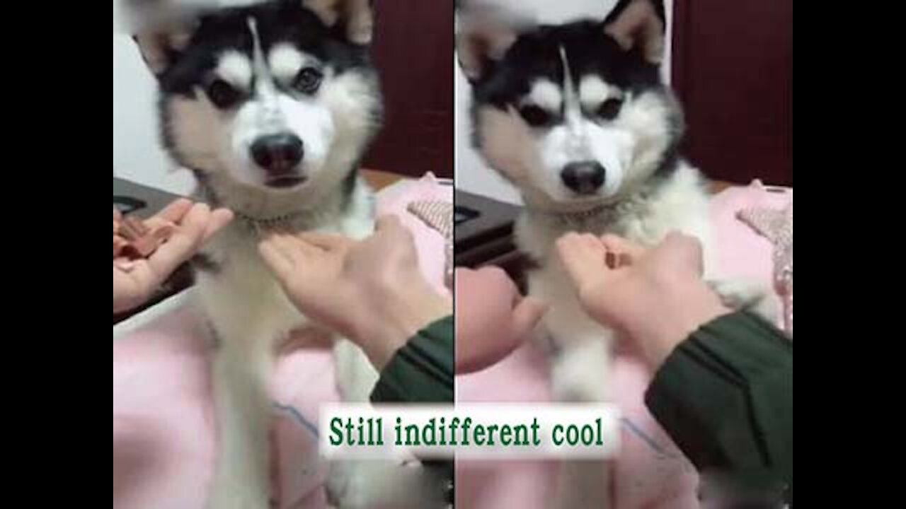 The emperor husky, the expression of despair is so pitiful _mp4