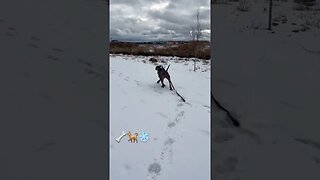 Snow ⛄️ fun!! #dog #shorts #funnyvideo #travel #pets #cute